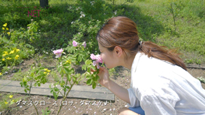生活の木メディカルハーブガーデン「薬香草園」〜彩り豊かなハーブを動画で学習！〜